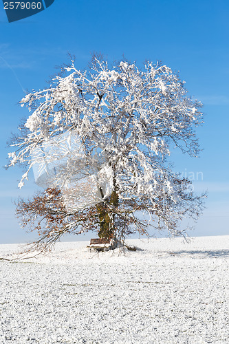 Image of Nice winter landscape with tree and blue sky