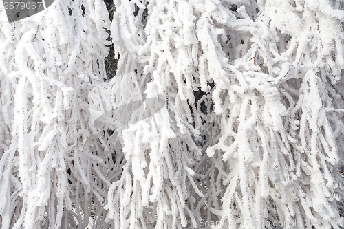 Image of frosty winter snow branches
