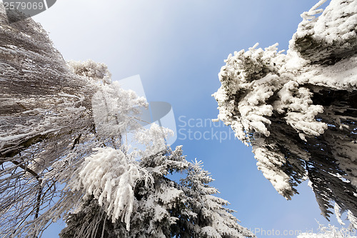 Image of sunny frozen trees over blue sky