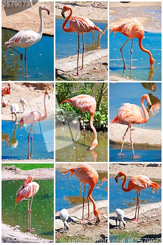 Image of Flamingo