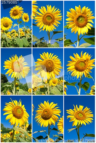 Image of Sunflowers