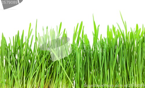 Image of Green grass