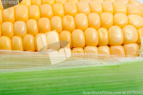 Image of Corn