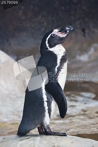 Image of Penguin