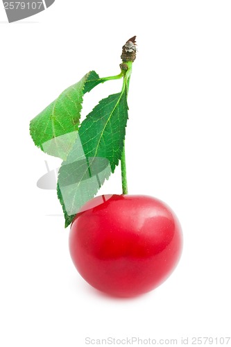 Image of Red cherry