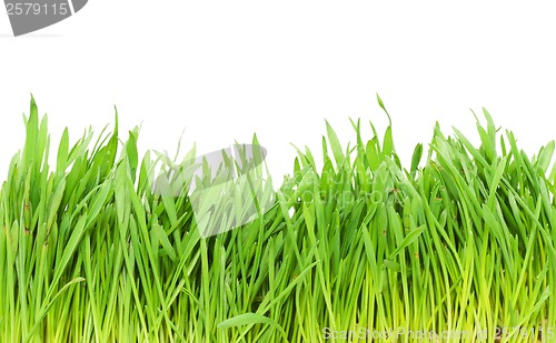 Image of Green grass