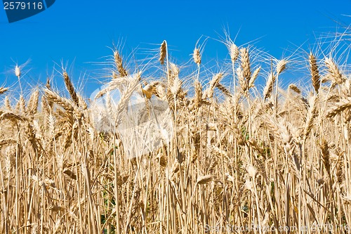 Image of Wheat field