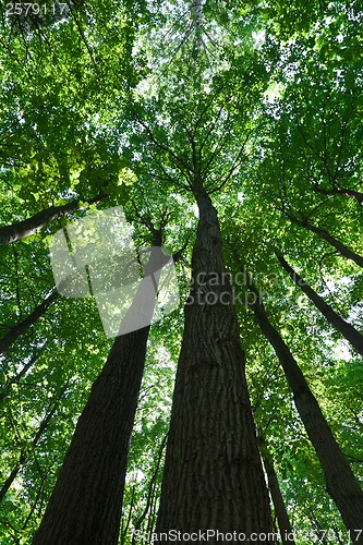 Image of Green forest