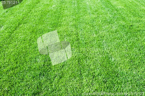 Image of Green grass