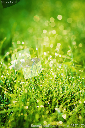 Image of Drops of dew on the grass, lighted a morning light  