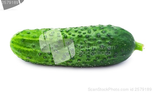Image of Fresh cucumber