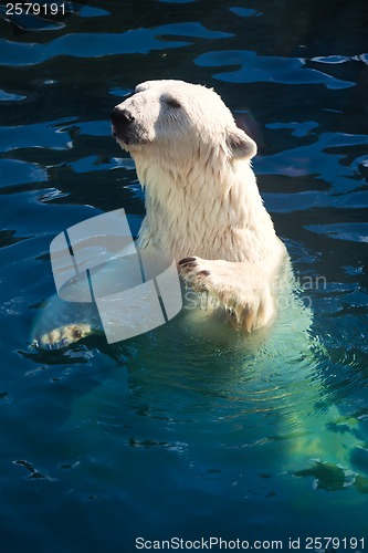 Image of Polar bear