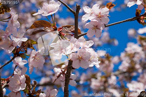 Image of Cherry blossom