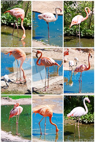 Image of Flamingo