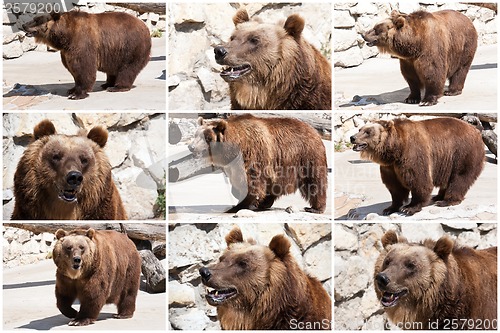 Image of Bear