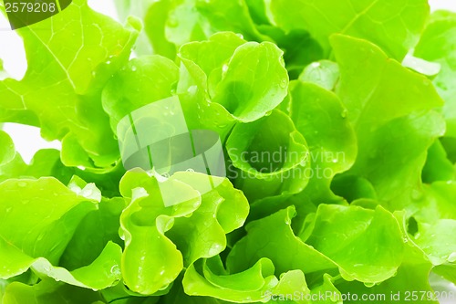 Image of Lettuce