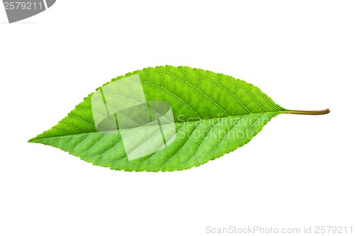 Image of Green leaf