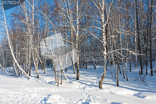 Image of Winter forest