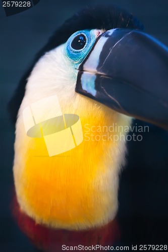 Image of Toucan