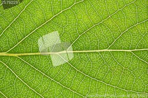Image of Green leaf