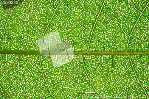 Image of Green leaf