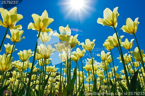 Image of Tulip flowers