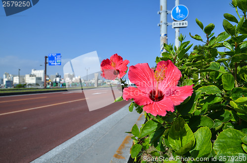 Image of Hibiscus at road side