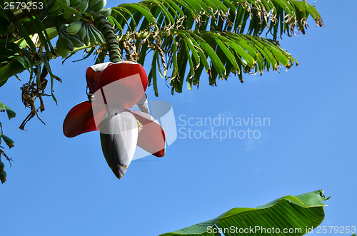 Image of Banana flower