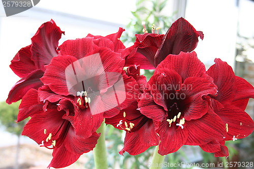 Image of Amaryllis