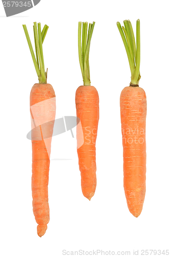 Image of Carrots on White