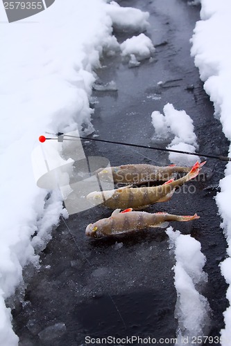 Image of winter perch fishing leisure