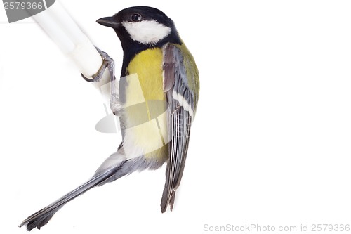 Image of titmouse bird isolated on white