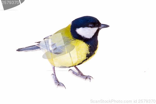 Image of titmouse bird isolated on white