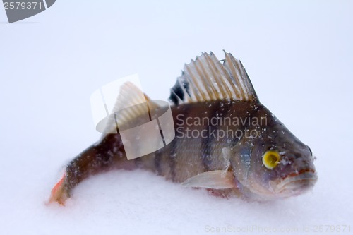 Image of winter perch fishing leisure