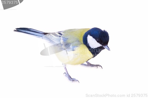 Image of titmouse bird isolated on white