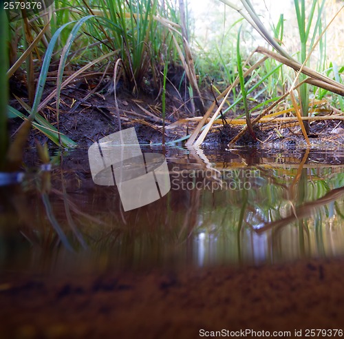 Image of stream underwater and over water