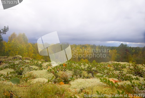 Image of mountain autumn wood