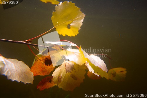 Image of autumn underwater on the lake