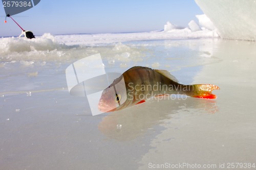 Image of winter perch fishing leisure