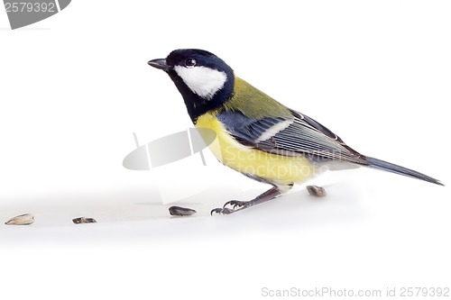 Image of titmouse bird isolated on white