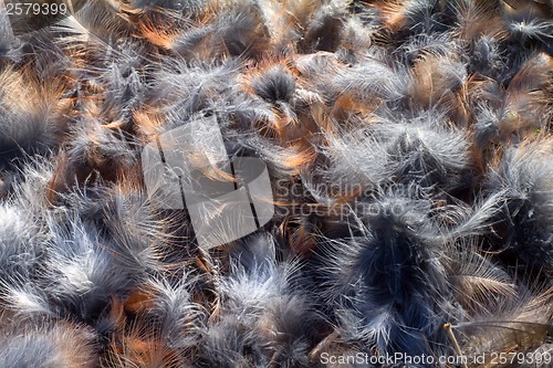 Image of background from bright feathers