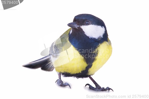 Image of titmouse bird isolated on white