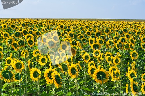 Image of Sunflowers