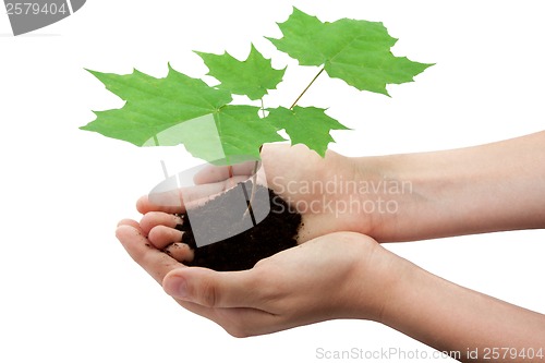 Image of Tree in hands