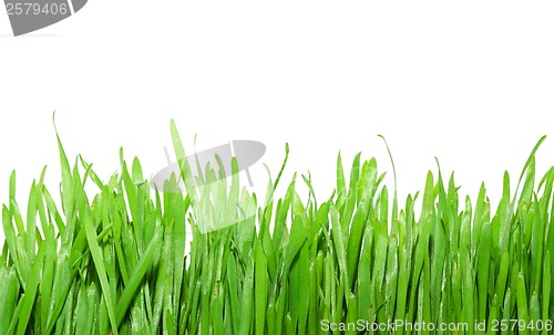 Image of Green grass