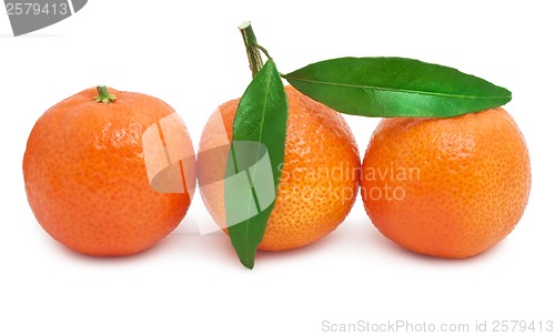 Image of Tangerines