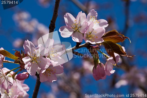 Image of Cherry blossom