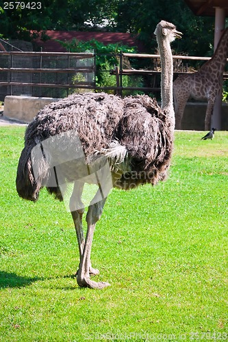 Image of Ostrich