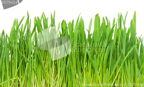 Image of Green grass