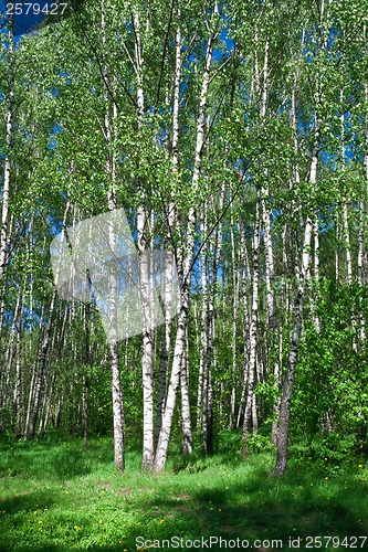 Image of Summer landscape
